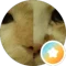 Ryan Lau profile picture