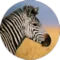 WK Lim profile picture